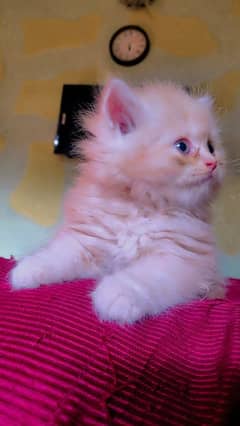 Persian kitten available gud price