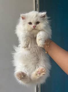 Persian cat vaccination clear for urgent sale 03267268085