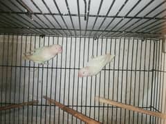 love birds albino red eyes bredar pear