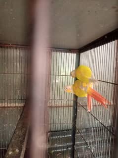 Suncheek Conure Pair