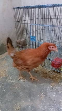 Dasi Hen for sale