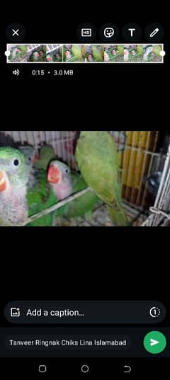 Raw ringnak handtm chicks for sale location Rawalpindi