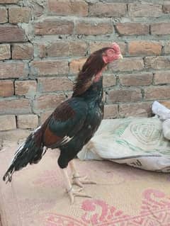 Seal hen Whatsapp number +92 325 8301526