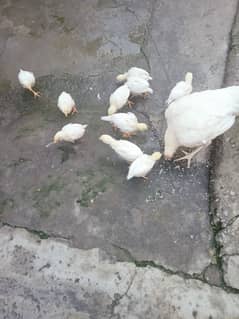 white hera chicks for sale