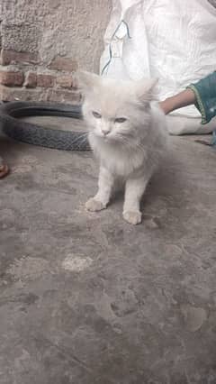 Buatifull cat