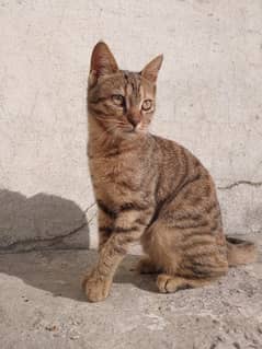 urgent sale cute tabby cat