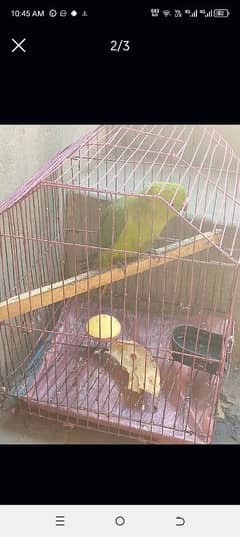 raw parrot hy baaty krny wala parrot