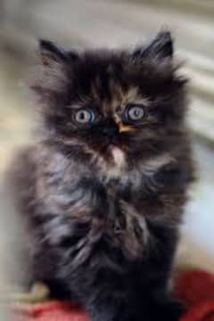 beautiful black and brown Persian cat