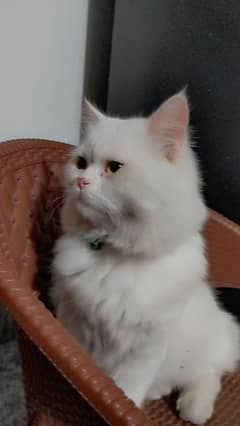 Persian male cat