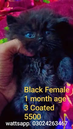 Persian cats for sale