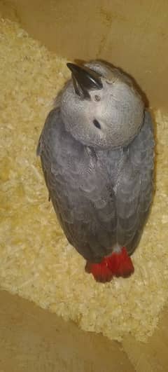 african grey