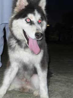 Siberian husky friendly puppy 4 month age mobile number 03079255551