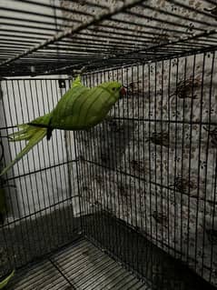 Parrot for sale