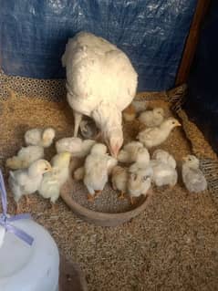 Paper white Aseel Heera | Only chicks for sale