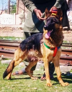 German Shepherd female medium Court confirm 13 mahine builder for sale