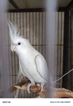 cockatiel