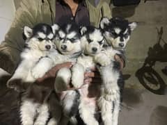 Husky Melamute