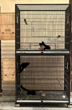 parrots cage