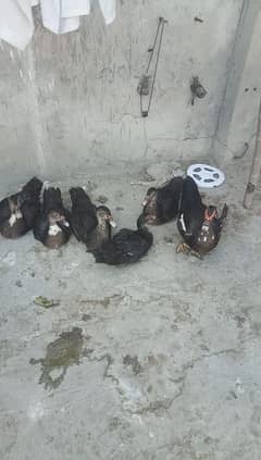 Ducks