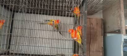 Sun conure adults and chiks