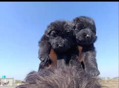 top quality black gsd long coat pair available