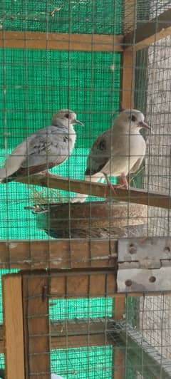 Blue pied dove