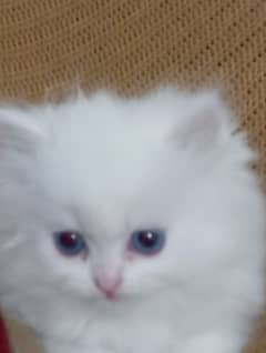 Persian Kitten Triple Coat