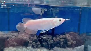 I need asian arowana size 10 to 11 inch