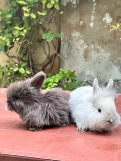 rabbits bunnies lion head for sale