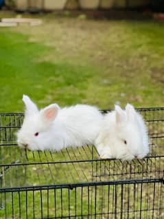 lion head angoora bunnies for sale