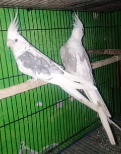 cockatiel pair for sale