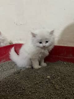 kitten