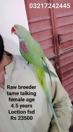 Raw breeder female Rs 23500