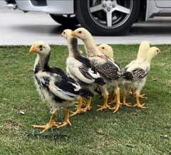 Aseel Shamo Chicks for sale in Lahore