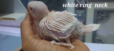 White ring neck & canure chicks available