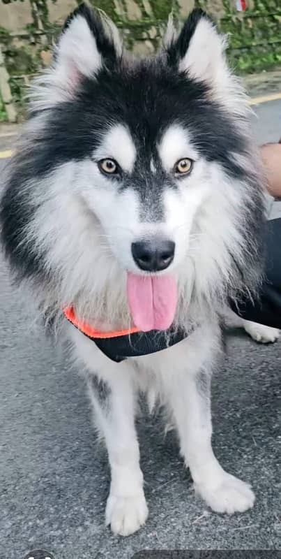 Beautiful Long haired Husky male with hazel eyes 0