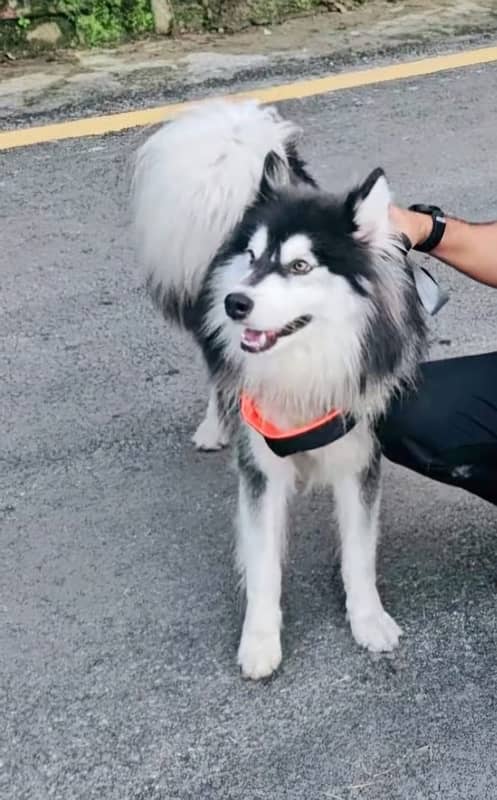 Beautiful Long haired Husky male with hazel eyes 1