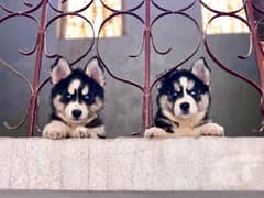 Tripple coat syberian husky puppies