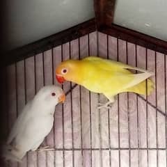 love birds