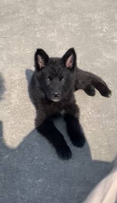 Black german shepherd age 2 months