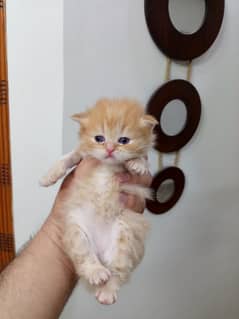 Persian kitten for sale with mother