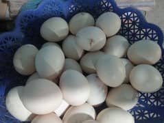 Heera eggs available