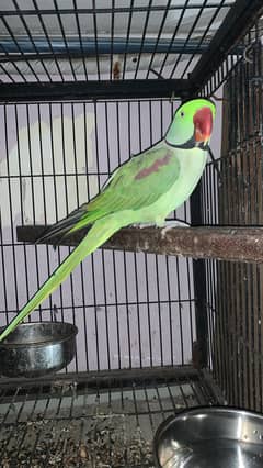 raw parrot breeder pair