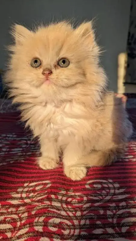 PLAYFUL PERSIAN KITTENS. . . . ALL COLORS — photo 2