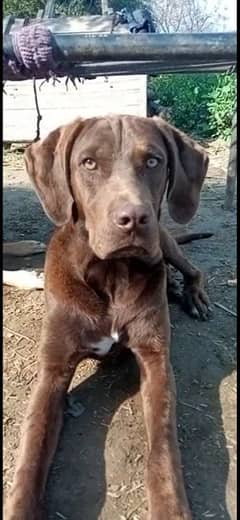 English shorthaired pointer