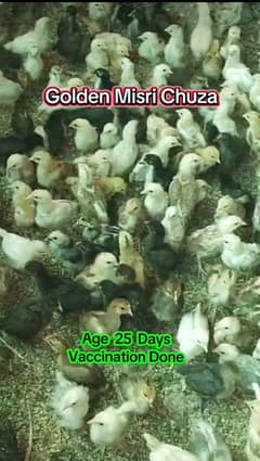 Golden Misri || Vaccinated || Chuza || Hens