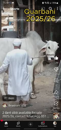 sibbi bull for sell