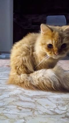 Persian cat