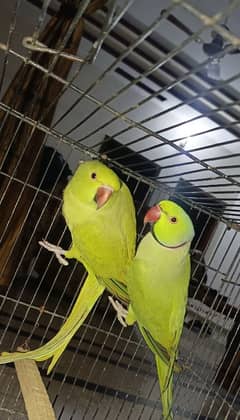 Green Parrot  With cage box