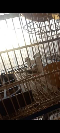 Red pied , Diamond pied dove patha , bara